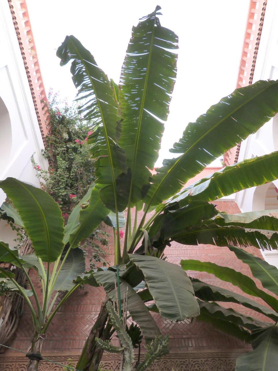 Riad Habib Marrakesh Exteriör bild